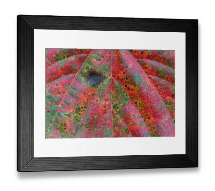 Framed Print : Maple leaf (Acer), close up of leaf. Alishan National Recreational Forest, Taiwan Framed Print : Maple leaf (Acer), close up of leaf. Alishan National Recreational Forest, Taiwan