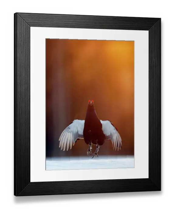 Framed Print : Male Black grouse (Tetrao / Lyrurus tetrix) displaying at lek. Kuusamo, Finland, April Framed Print : Male Black grouse (Tetrao / Lyrurus tetrix) displaying at lek. Kuusamo, Finland, April