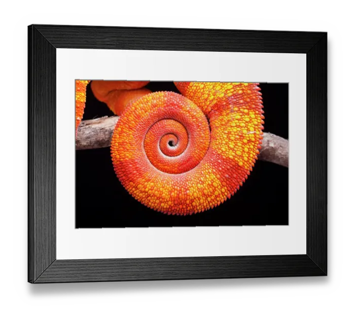 Framed Print : Panther chameleon (Furcifer pardalis) coiled tail close up on black background, Ambilobe, Madagascar Framed Print : Panther chameleon (Furcifer pardalis) coiled tail close up on black background, Ambilobe, Madagascar