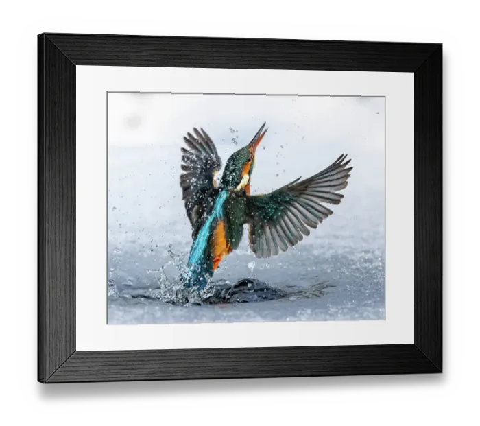 Framed Print : A female kingfisher (Alcedo atthis) fishing through an ice hole in winter. Leeds, Yorkshire, UK. January. Sequence Framed Print : A female kingfisher (Alcedo atthis) fishing through an ice hole in winter. Leeds, Yorkshire, UK. January. Sequence