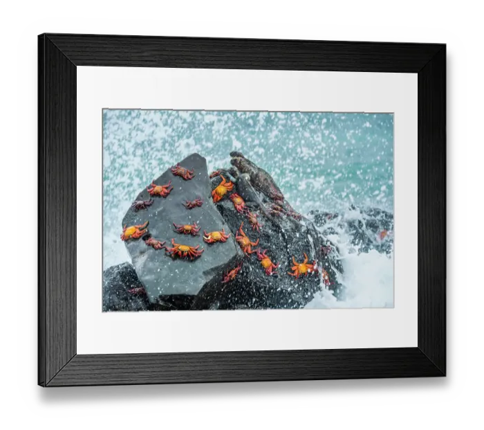 Framed Print : Marine iguana (Amblyrhynchus cristatus) and Sally-lightfoot crabs (Grapsus grapsus) on rocks at high-tide with sea spray, Galapagos Islands, South America Framed Print : Marine iguana (Amblyrhynchus cristatus) and Sally-lightfoot crabs (Grapsus grapsus) on rocks at high-tide with sea spray, Galapagos Islands, South America