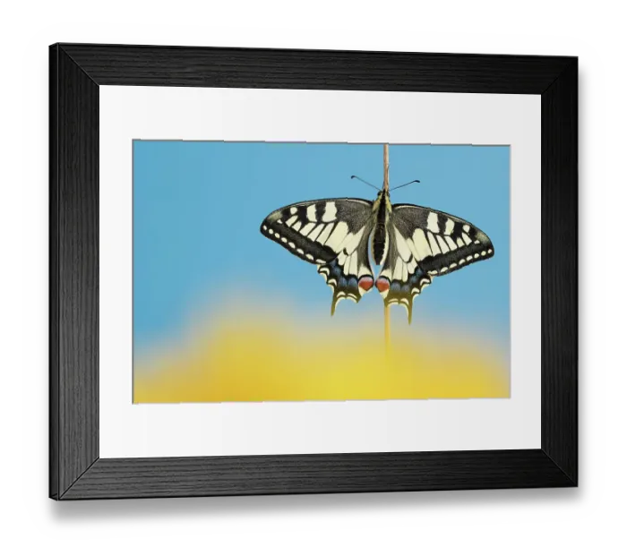 Framed Print : Swallowtail butterfly (Papilio machaon), wings open, resting on plant stem. The Netherlands. August Framed Print : Swallowtail butterfly (Papilio machaon), wings open, resting on plant stem. The Netherlands. August
