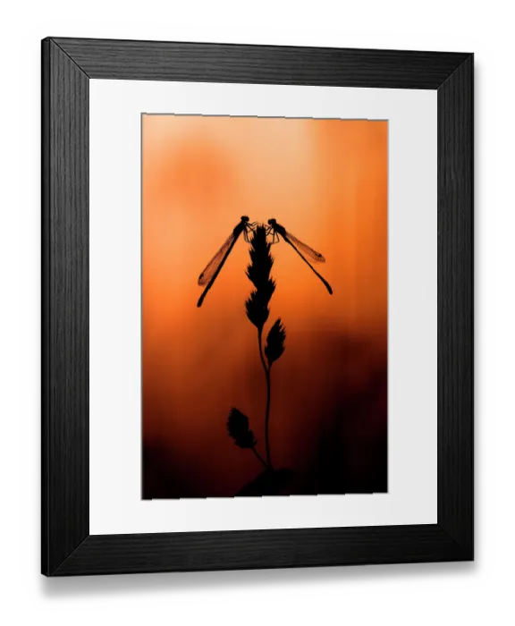 Framed Print : Pair of Red-eyed damselfly (Erythromma najas) perched on grass blade, at sunset, Poland. June Framed Print : Pair of Red-eyed damselfly (Erythromma najas) perched on grass blade, at sunset, Poland. June