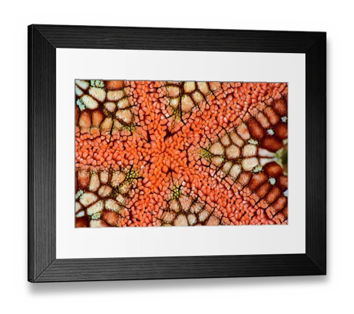 Framed Print : Cushion star (Culcita novaeguineae), detail, Triton Bay, West Papua, Indonesia, Pacific Ocean Framed Print : Cushion star (Culcita novaeguineae), detail, Triton Bay, West Papua, Indonesia, Pacific Ocean