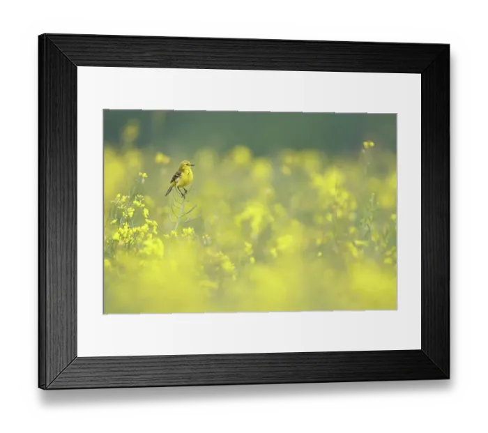 Framed Print : Yellow wagtail (Motacilla flava) perched among flowering Rapeseed (Brassica napus), Scotland, UK. May Framed Print : Yellow wagtail (Motacilla flava) perched among flowering Rapeseed (Brassica napus), Scotland, UK. May