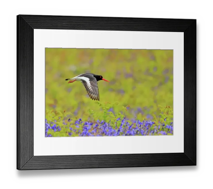 Framed Print : Oystercatcher (Haematopus ostralegus) in flight over wildflowers, Great Saltee, Saltee Islands, County Wexford, Republic of Ireland. May Framed Print : Oystercatcher (Haematopus ostralegus) in flight over wildflowers, Great Saltee, Saltee Islands, County Wexford, Republic of Ireland. May