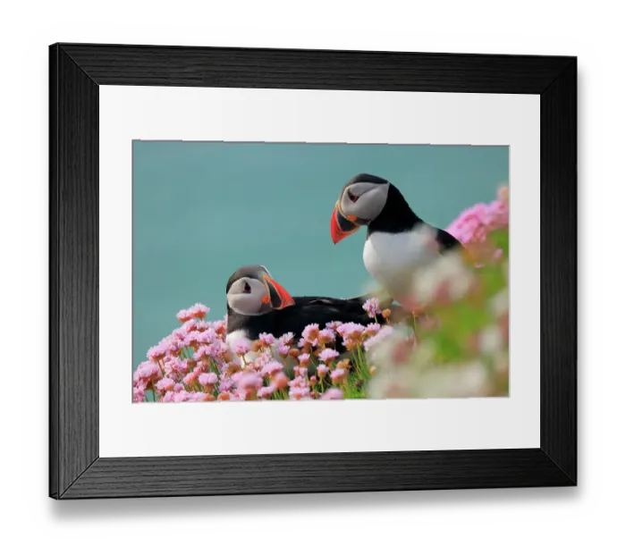 Framed Print : RF - Puffins (Fratercula arctica) pair, resting on cliffside among flowering Sea thrift (Armeria maritima), Great Saltee Island, County Wexford, Republic of Ireland. May. (This image may be licensed either as rights managed or royalty free.) Framed Print : RF - Puffins (Fratercula arctica) pair, resting on cliffside among flowering Sea thrift (Armeria maritima), Great Saltee Island, County Wexford, Republic of Ireland. May. (This image may be licensed either as rights managed or royalty free.)