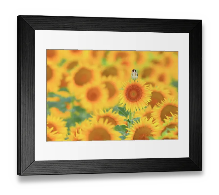 Framed Print : RF - European goldfinch (Carduelis carduelis) perched in field of Sunflowers (Helianthus annuus), Cadiz, Andalusia, Spain. July. (This image may be licensed either as rights managed or royalty free.) Framed Print : RF - European goldfinch (Carduelis carduelis) perched in field of Sunflowers (Helianthus annuus), Cadiz, Andalusia, Spain. July. (This image may be licensed either as rights managed or royalty free.)