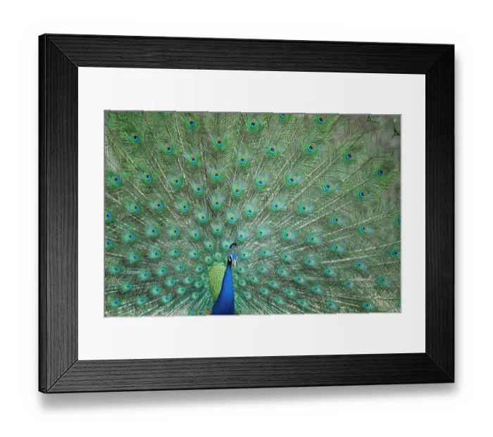 Framed Print : Male Common peafowl (Pavo cristatus) displaying feathers, Ranthambore NP, Rajasthan, India Framed Print : Male Common peafowl (Pavo cristatus) displaying feathers, Ranthambore NP, Rajasthan, India