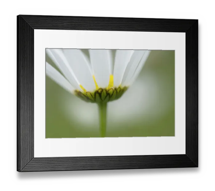 Framed Print : Mountain daisy (Leucanthemum adustum) flower, Liechtenstein, June 2009 Framed Print : Mountain daisy (Leucanthemum adustum) flower, Liechtenstein, June 2009