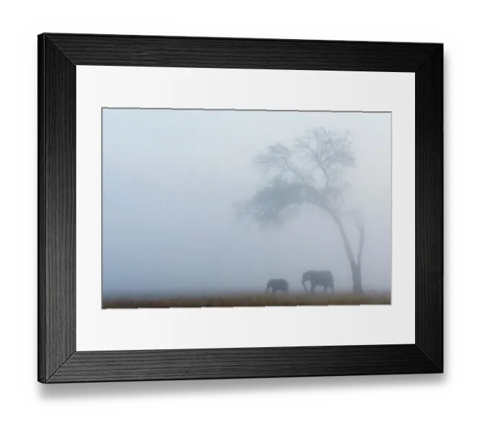 Framed Print : Elephant (Loxodonta africana) female and calf under tree in the rain, Masai-Mara game reserve, Kenya Framed Print : Elephant (Loxodonta africana) female and calf under tree in the rain, Masai-Mara game reserve, Kenya