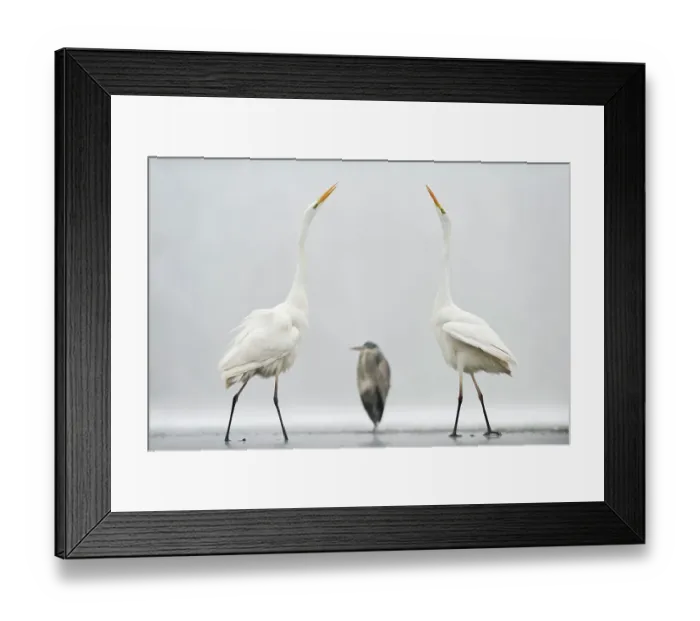 Framed Print : Two Great egrets (Ardea alba) standing opposite each other with Grey heron (Ardea cinerea) in between. Lake Csaj, Pusztaszer, Hungary, January. Winner of the Portfolio category of the Terre Sauvage Nature Images Awards competition 2015 Framed Print : Two Great egrets (Ardea alba) standing opposite each other with Grey heron (Ardea cinerea) in between. Lake Csaj, Pusztaszer, Hungary, January. Winner of the Portfolio category of the Terre Sauvage Nature Images Awards competition 2015