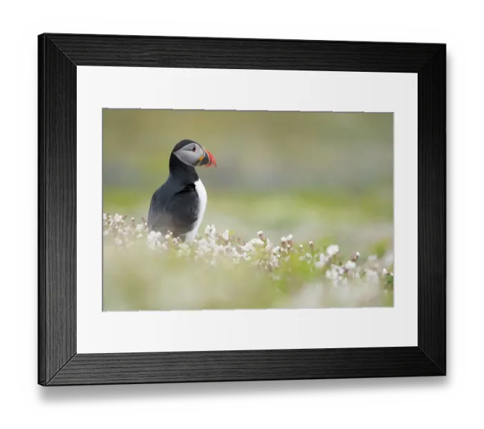 Framed Print : Atlantic puffin (Fratercula arctica) amongst flowering Sea campion (Silene uniflora), Skomer Island, Pembrokeshire, Wales, UK. May Framed Print : Atlantic puffin (Fratercula arctica) amongst flowering Sea campion (Silene uniflora), Skomer Island, Pembrokeshire, Wales, UK. May