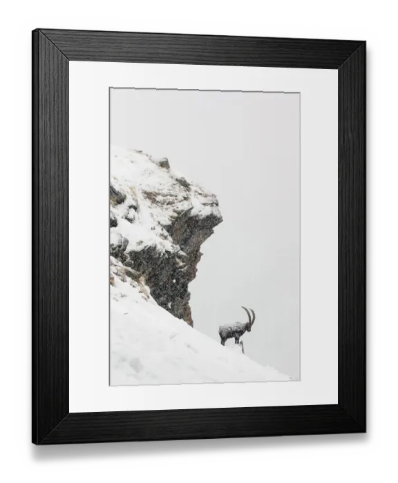 Framed Print : Alpine ibex (Capra ibex) male in deep snow on a ridge during heavy snowfall, Gran Paradiso National Park, the Alps, Italy. January Highly commended in the Portfolio category of the Terre Sauvage Nature Images Awards 2017 Framed Print : Alpine ibex (Capra ibex) male in deep snow on a ridge during heavy snowfall, Gran Paradiso National Park, the Alps, Italy. January Highly commended in the Portfolio category of the Terre Sauvage Nature Images Awards 2017