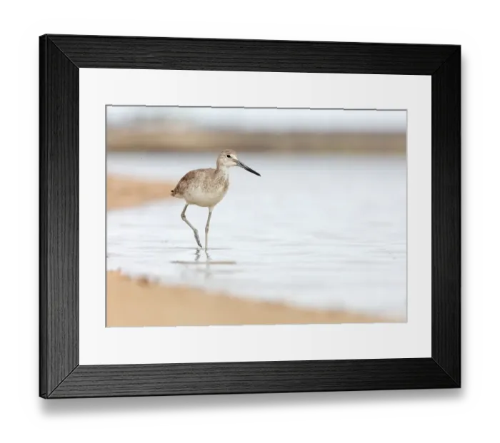 Framed Print : Willet (Tringa semipalmata), Guerrero Negro, El Vizcaino Biosphere Reserve, Baja California, Mexico, March Framed Print : Willet (Tringa semipalmata), Guerrero Negro, El Vizcaino Biosphere Reserve, Baja California, Mexico, March