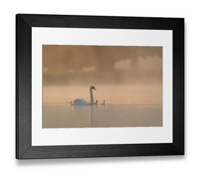 Framed Print : Mute swan (Cygnus olor) parent and cygnets on a misty lake at sunrise. London, UK. May Framed Print : Mute swan (Cygnus olor) parent and cygnets on a misty lake at sunrise. London, UK. May