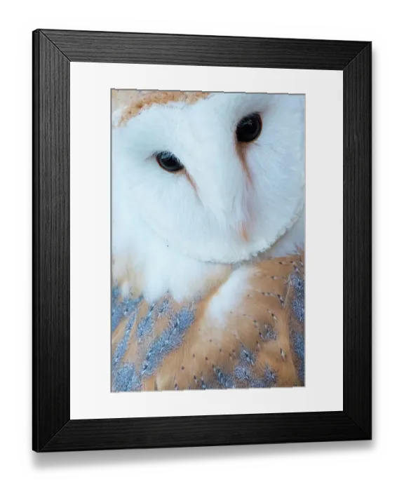 Framed Print : Barn owl (Tyto alba) portrait. Captive