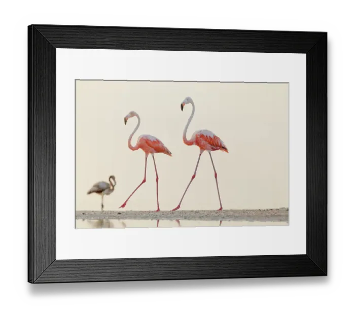 Framed Print : Caribbean flamingo (Phoenicopterus ruber) two walking, Ria Lagartos Biosphere Reserve, Yucatan Peninsula, Mexico, September. Bookplate Framed Print : Caribbean flamingo (Phoenicopterus ruber) two walking, Ria Lagartos Biosphere Reserve, Yucatan Peninsula, Mexico, September. Bookplate