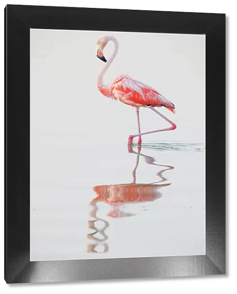 Caribbean flamingo (Phoenicopterus ruber) wading in water, Ria Lagartos Biosphere Reserve, Yucatan Peninsula, Mexico, August. Bookplate