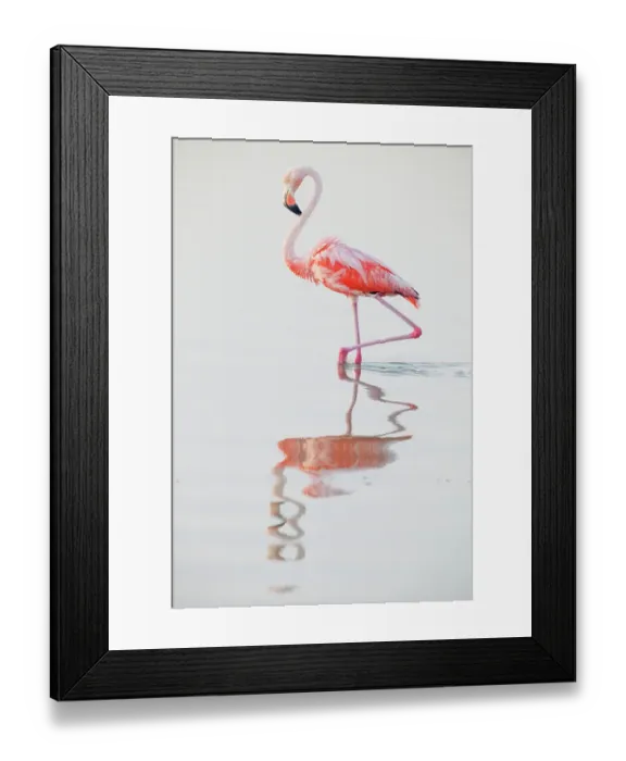 Framed Print : Caribbean flamingo (Phoenicopterus ruber) wading in water, Ria Lagartos Biosphere Reserve, Yucatan Peninsula, Mexico, August. Bookplate Framed Print : Caribbean flamingo (Phoenicopterus ruber) wading in water, Ria Lagartos Biosphere Reserve, Yucatan Peninsula, Mexico, August. Bookplate