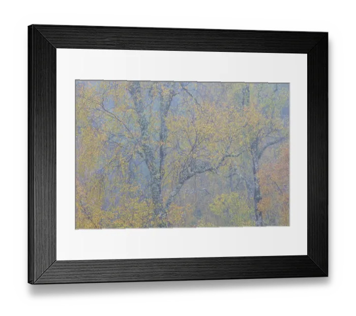 Framed Print : Silver birch (Betula pendula) in autumn fog, Glen Affric National Nature Reserve, Werter Ross, Scotland, UK. October Framed Print : Silver birch (Betula pendula) in autumn fog, Glen Affric National Nature Reserve, Werter Ross, Scotland, UK. October