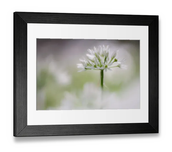 Framed Print : Wild garlic (Allium ursinum) flowering in woodland, Boscastle, Cornwall, England, UK. April Framed Print : Wild garlic (Allium ursinum) flowering in woodland, Boscastle, Cornwall, England, UK. April