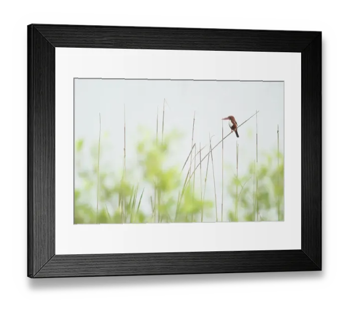 Framed Print : White throated kingfisher (Halcyon smyrnensis) perched on a reed, Sunderban tiger reserve, West Bengal, India Framed Print : White throated kingfisher (Halcyon smyrnensis) perched on a reed, Sunderban tiger reserve, West Bengal, India
