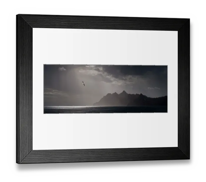 Framed Print : Wandering Albatross (Diomedea exulans) flying over the rugged coast near Stromness, South Georgia, South Atlantic. (digitally stitched image) February Framed Print : Wandering Albatross (Diomedea exulans) flying over the rugged coast near Stromness, South Georgia, South Atlantic. (digitally stitched image) February