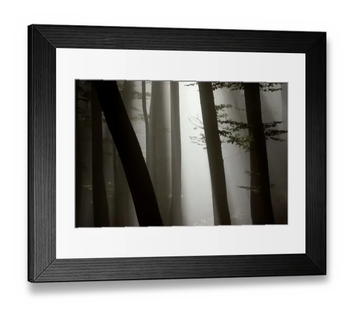 Framed Print : Ancient Beech woodland (Fagus sylvatica) in mist, significant wood pasture in Saxon part of Transylvannia. Romania, October 2010 Framed Print : Ancient Beech woodland (Fagus sylvatica) in mist, significant wood pasture in Saxon part of Transylvannia. Romania, October 2010