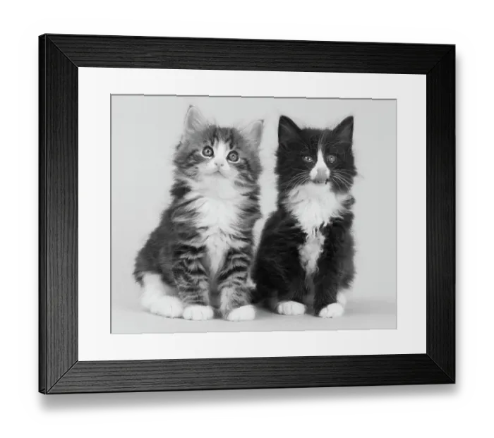 Framed Print : Domestic cat, Norwegian Forest  /  Skogkatt  /  Skaukatt  /  Weegie, two longhaired kittens, tabby left and black and white on right, sitting portrait