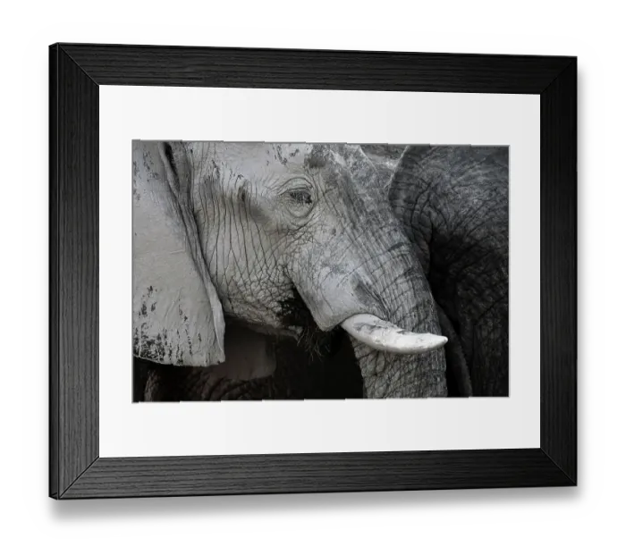 Framed Print : African elephant (Loxodonta africana) bull with dried mud covering skin. Mud creates a monochrome texture. Savuti, Botswana. Taken on location for BBC Planet Earth series, 2005 Framed Print : African elephant (Loxodonta africana) bull with dried mud covering skin. Mud creates a monochrome texture. Savuti, Botswana. Taken on location for BBC Planet Earth series, 2005