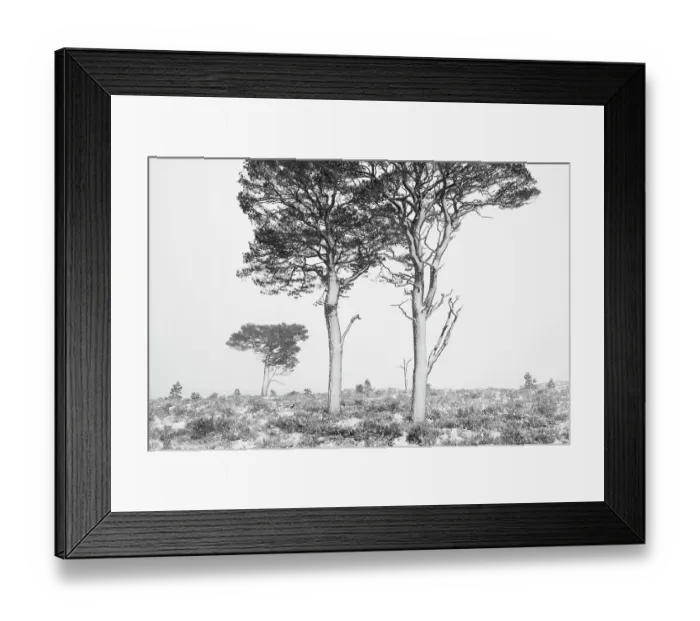Framed Print : Scots pines (Pinus sylvestris) in winter, Abernethy NNR, Cairngorms NP, Scotland, UK, December 2011 Framed Print : Scots pines (Pinus sylvestris) in winter, Abernethy NNR, Cairngorms NP, Scotland, UK, December 2011