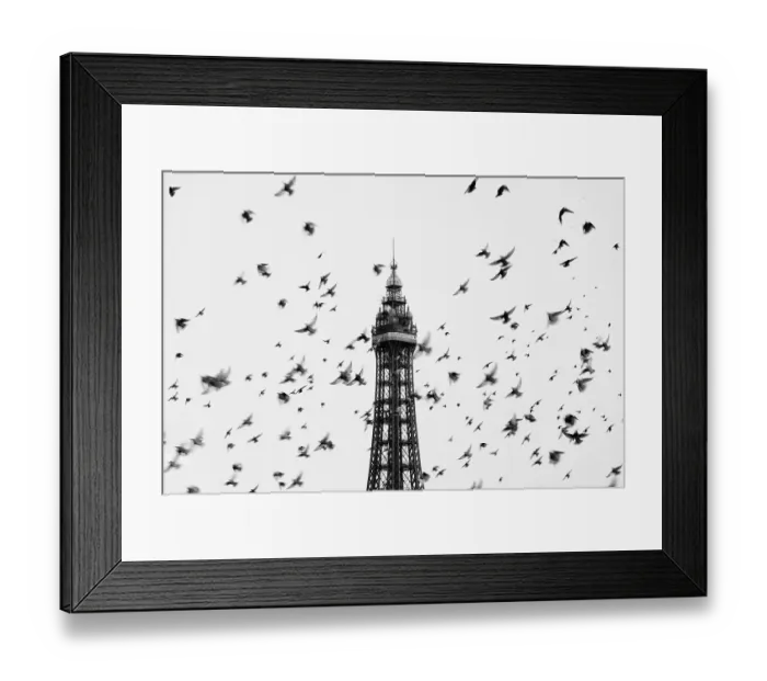 Framed Print : A flock of Starlings (Sturnus vulgaris) flying in front of the Blackpool Tower, England, UK, September 2010 Framed Print : A flock of Starlings (Sturnus vulgaris) flying in front of the Blackpool Tower, England, UK, September 2010
