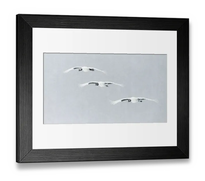 Framed Print : Japanese / Red-crowned crane (Grus japonicus) three in flight, Hokkaido Japan February Framed Print : Japanese / Red-crowned crane (Grus japonicus) three in flight, Hokkaido Japan February