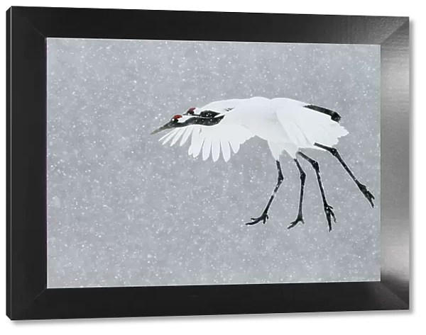 Japanese  /  Red-crowned crane (Grus japonicus) two coming into land, Hokkaido Japan February