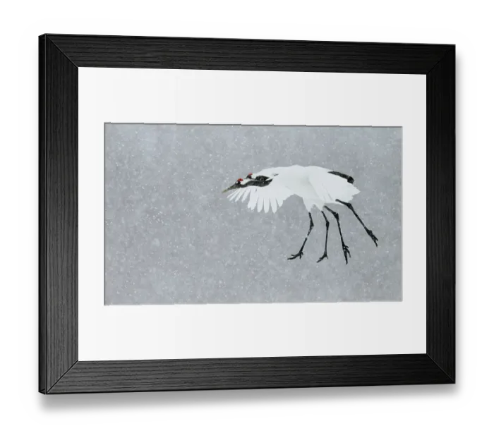 Framed Print : Japanese / Red-crowned crane (Grus japonicus) two coming into land, Hokkaido Japan February Framed Print : Japanese / Red-crowned crane (Grus japonicus) two coming into land, Hokkaido Japan February