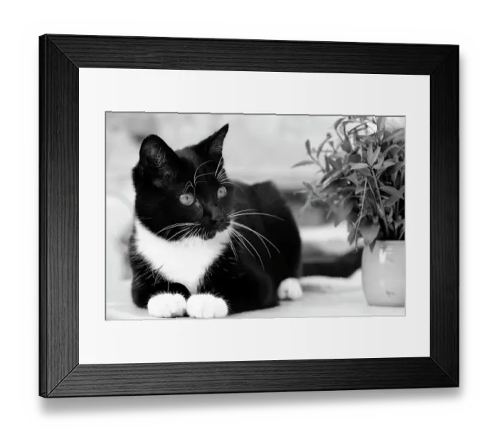 Framed Print : Young black domestic cat with white bib and paws, resting in garden, France Framed Print : Young black domestic cat with white bib and paws, resting in garden, France