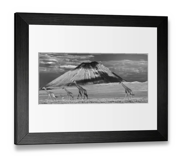 Framed Print : Mixed herd of Masai giraffe (Giraffa camelopardalis) walking across short grass plains in the shadow of Oldonyo Lengai, Ngorongoro Conservation Area, Tanzania Framed Print : Mixed herd of Masai giraffe (Giraffa camelopardalis) walking across short grass plains in the shadow of Oldonyo Lengai, Ngorongoro Conservation Area, Tanzania