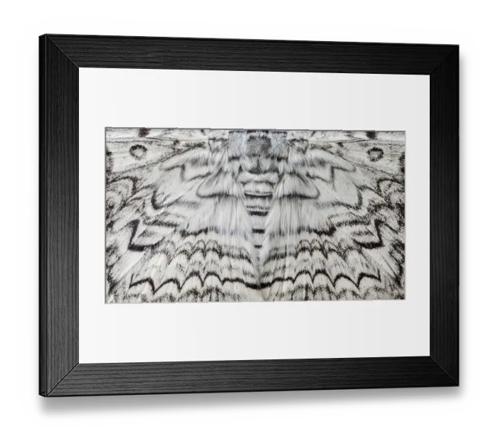 Framed Print : Detail of White Witch Moth (Thysania agrippina) in cloud forest, Manu Biosphere Reserve, Amazonia, Peru Framed Print : Detail of White Witch Moth (Thysania agrippina) in cloud forest, Manu Biosphere Reserve, Amazonia, Peru