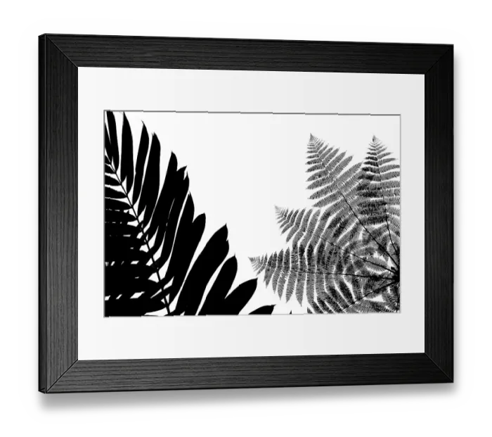 Framed Print : Silhouetted ferns in cloud-forest, Mashpi, Pichincha, Ecuador Framed Print : Silhouetted ferns in cloud-forest, Mashpi, Pichincha, Ecuador