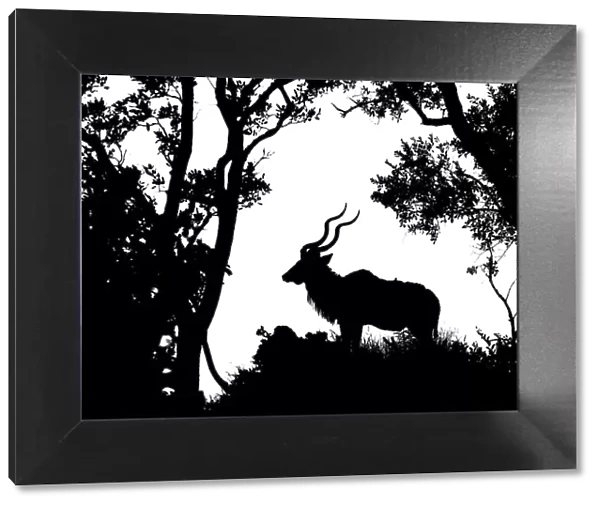 Kudu (Tragelaphus strepsiceros) male silhouetted, Kruger National Park, South Africa. Digital silhouette