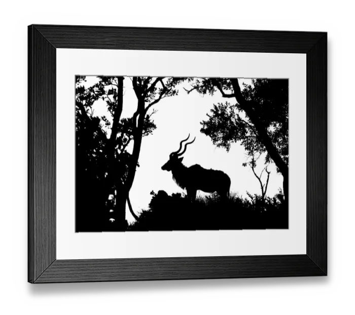 Framed Print : Kudu (Tragelaphus strepsiceros) male silhouetted, Kruger National Park, South Africa. Digital silhouette Framed Print : Kudu (Tragelaphus strepsiceros) male silhouetted, Kruger National Park, South Africa. Digital silhouette