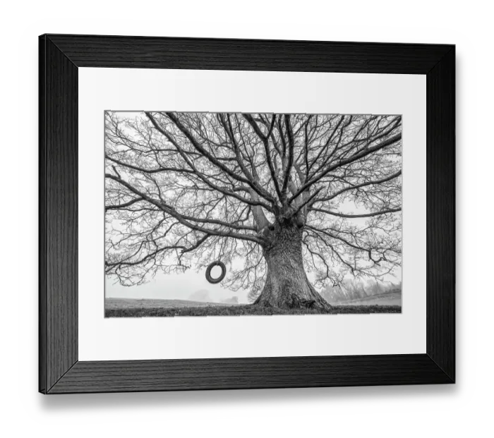 Framed Print : English oak tree (Quercus robur) with tyre swing. Monmouthshire, Wales, UK, winter