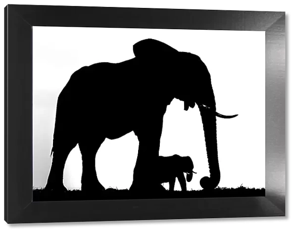 African elephant (Loxodonta africana) mother and calf, silhouetted, Botswana