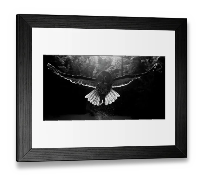 Framed Print : Great grey owl (Strix nebulosa) taking off from snow, Kuhmo, Finland, February Framed Print : Great grey owl (Strix nebulosa) taking off from snow, Kuhmo, Finland, February