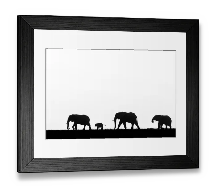 Framed Print : African elephant (Loxodonta africana) herd with calf, silhouetted, Botswana Framed Print : African elephant (Loxodonta africana) herd with calf, silhouetted, Botswana
