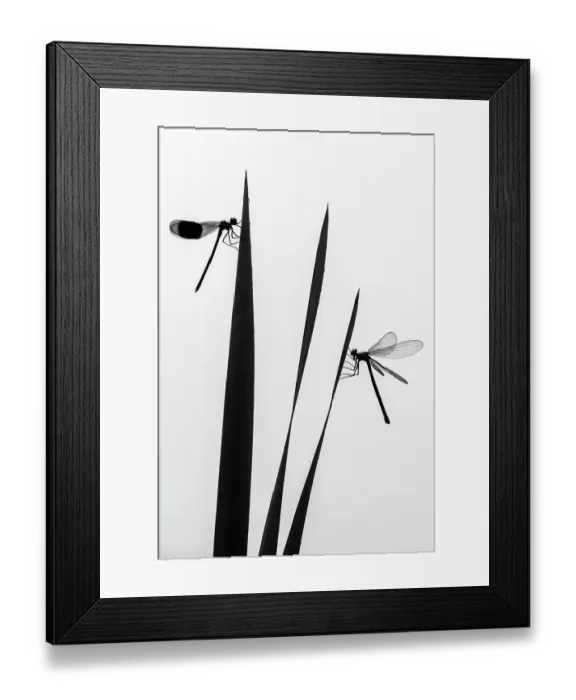Framed Print : Banded demoiselle dragonfly (Calopteryx splendens) male and female silhouetted, resting on reeds. Lower Tamar Lakes, Cornwall, England, UK. June. International Garden Photographer of the Year 2021 competition category runner up - Wildlife in Framed Print : Banded demoiselle dragonfly (Calopteryx splendens) male and female silhouetted, resting on reeds. Lower Tamar Lakes, Cornwall, England, UK. June. International Garden Photographer of the Year 2021 competition category runner up - Wildlife in