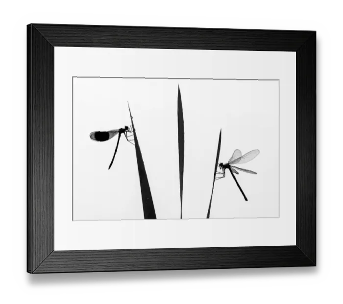 Framed Print : Banded demoiselle dragonfly (Calopteryx splendens) male and female silhouetted, resting on reeds. Lower Tamar Lakes, Cornwall, England, UK. June