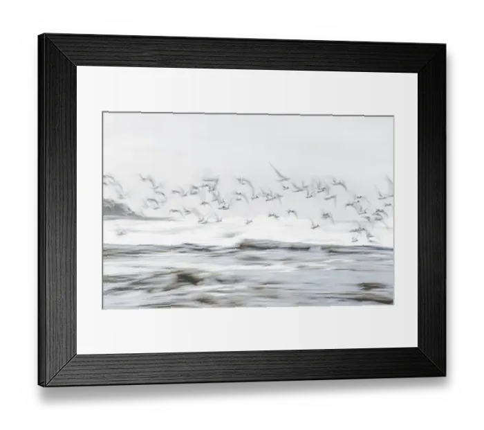 Framed Print : Crested terns (Thalasseus bergii) flying over a coastal rock shelf in the early morning with waves breaking in the background. Long exposure. Skenes Creek, Victoria, Australia. July 2016