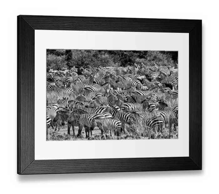Framed Print : Zebras (Equus burchelli) herd during the Great Migration, Masai Mara National Park, Kenya. July Framed Print : Zebras (Equus burchelli) herd during the Great Migration, Masai Mara National Park, Kenya. July